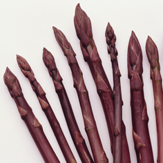 25 Purple Passion Asparagus Crowns